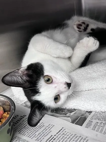 A baby small-sized male Domestic Short Hair cat named Artie for adoption in Houston, TX