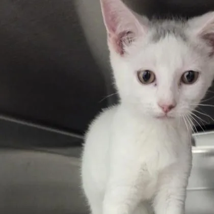 A baby small-sized female Domestic Short Hair cat named Holly for adoption in Voorhees, NJ