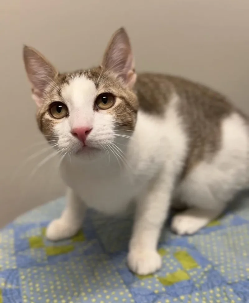 A baby small-sized male Gray & White Domestic Short Hair cat named Max for adoption in Bemidji, MN