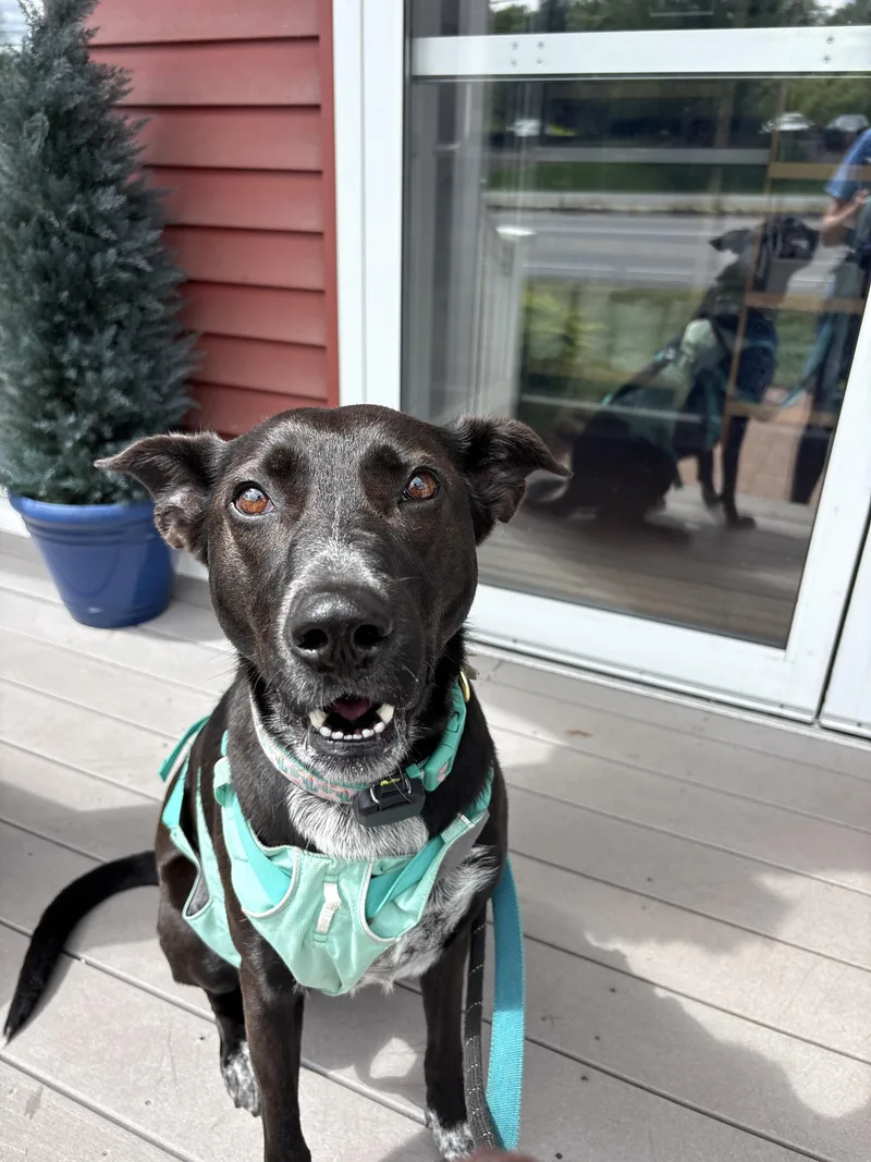 An adult large-sized female Black Collie dog named Reece for adoption in New Boston, NH