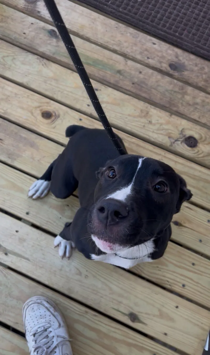 A young medium-sized female Boxer dog named Lillie for adoption in Tyler, TX