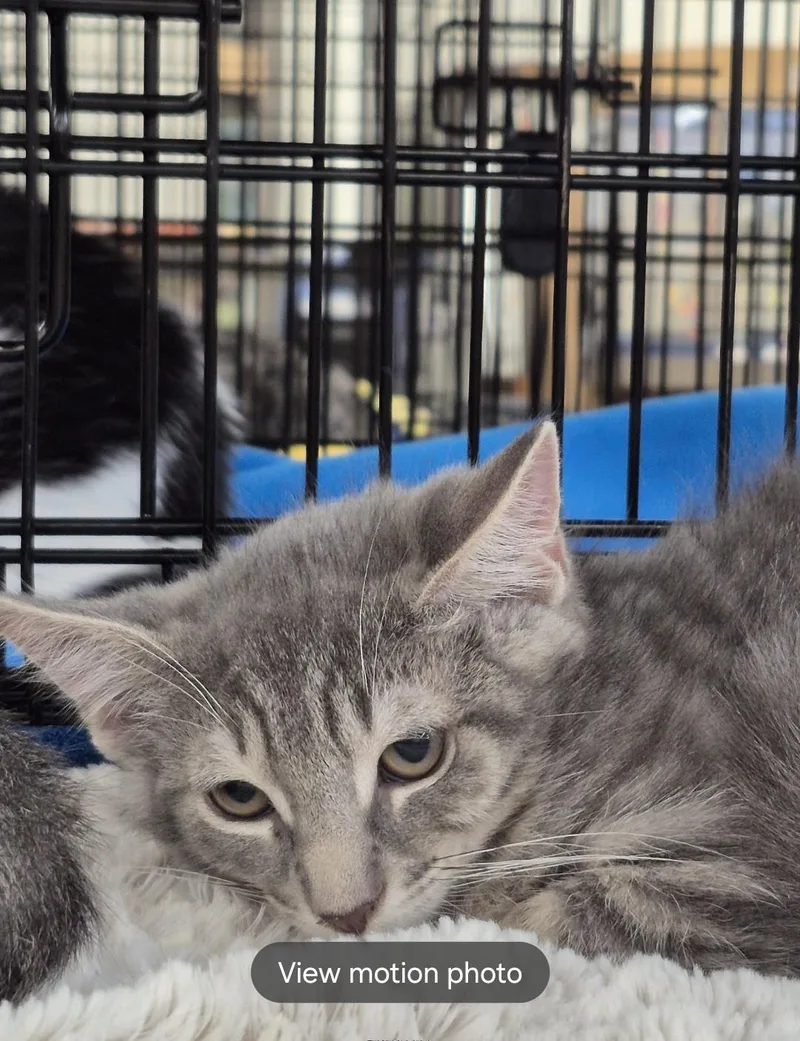 A baby medium-sized male Gray / Blue / Silver Domestic Short Hair cat named Rumour for adoption in Little Falls, NJ