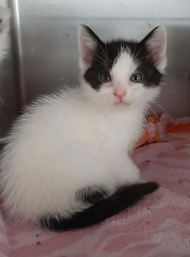 A baby medium-sized male White Domestic Medium Hair cat named Creole for adoption in Georgetown, OH