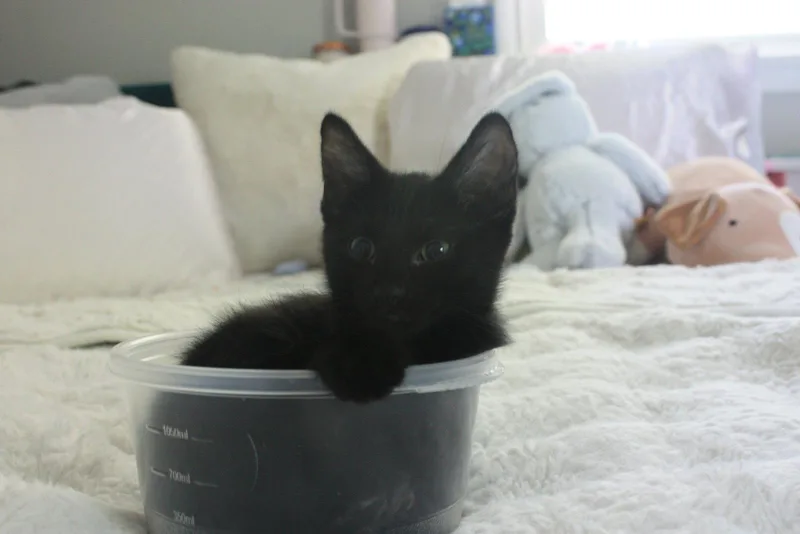 A young medium-sized male American Shorthair cat named Marshall Faulk for adoption in Eureka, MO