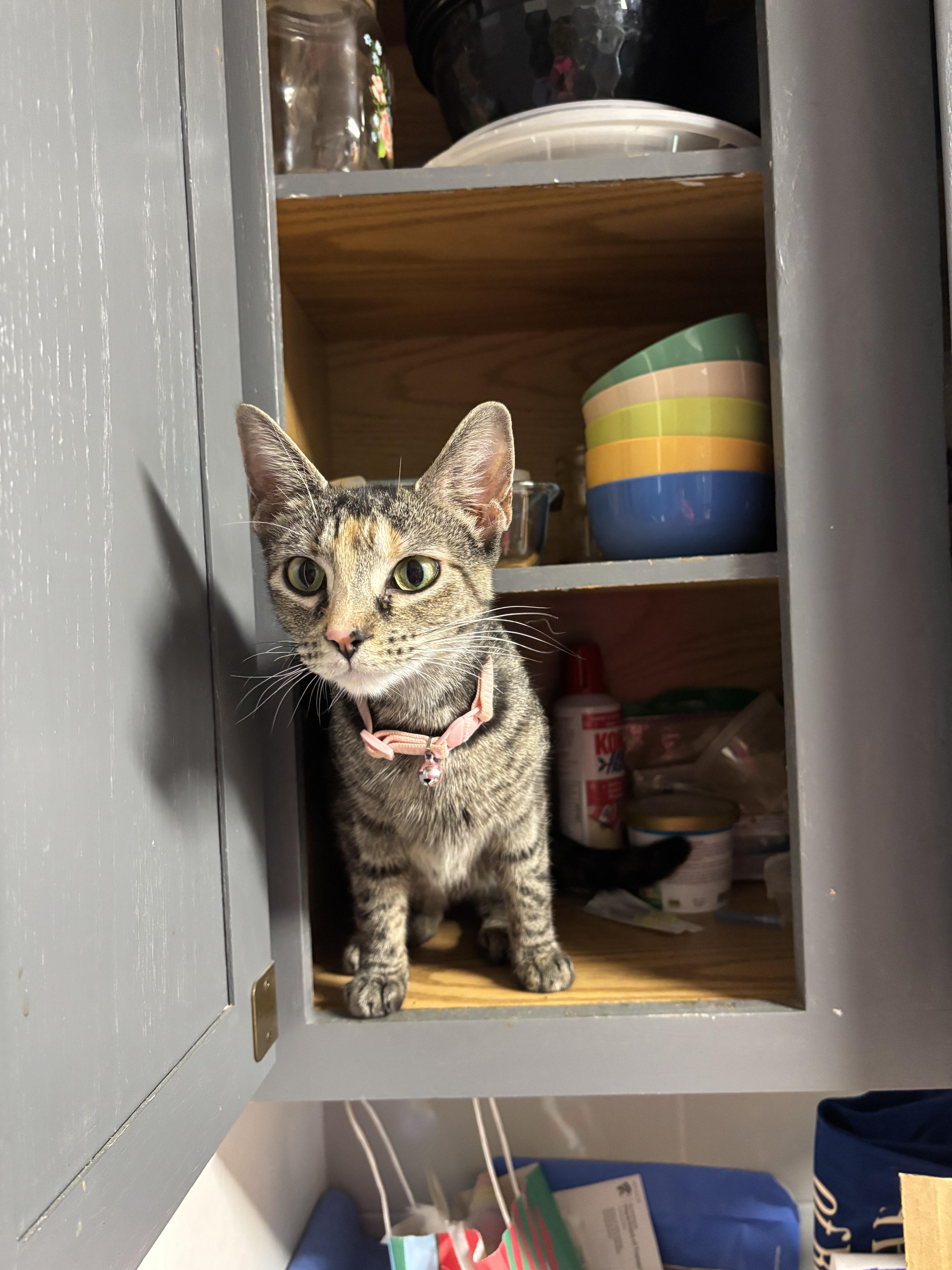 A young small-sized female Domestic Short Hair cat named Sprinkles for adoption in Bethel Park, PA