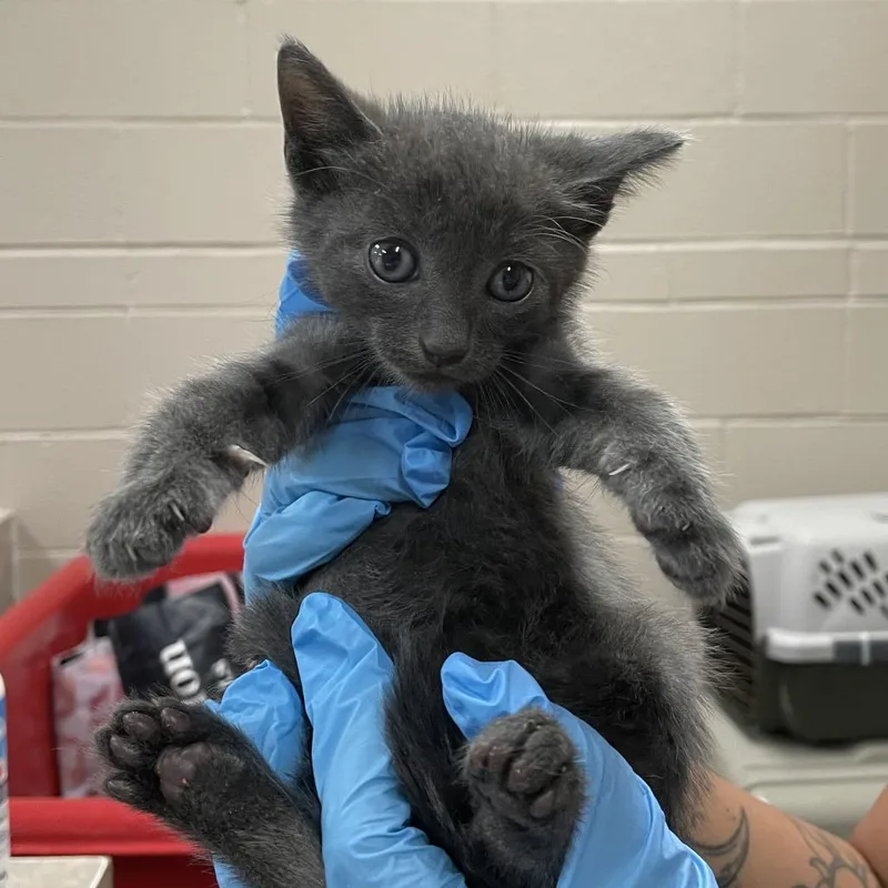 A baby small-sized male Gray / Blue / Silver Domestic Short Hair cat named Tom for adoption in Birmingham, AL