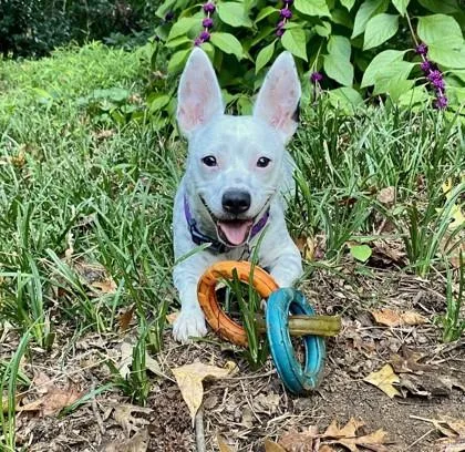 An adult medium-sized female Mixed Breed dog named Toblerone for adoption in Chamblee, GA