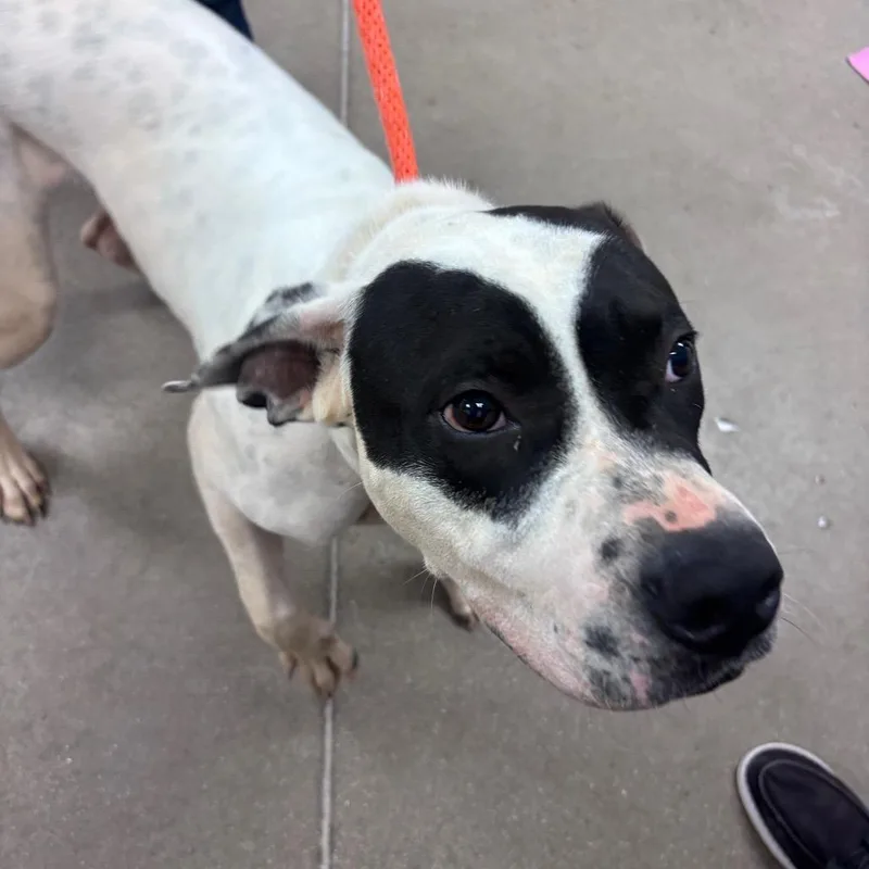 An adult medium-sized male Black Pit Bull Terrier dog named YORKStray for adoption in York, PA