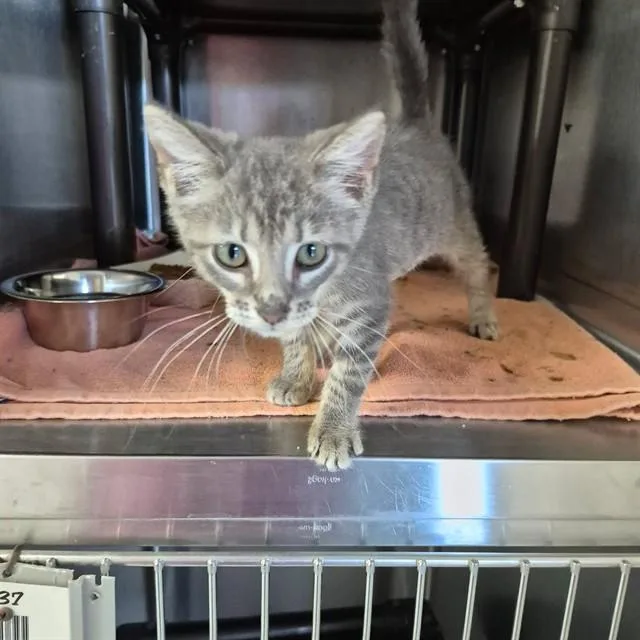 A baby small-sized male Domestic Medium Hair cat named Snickers for adoption in Augusta, GA