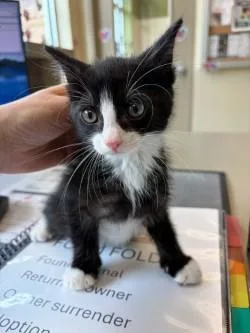Figaro