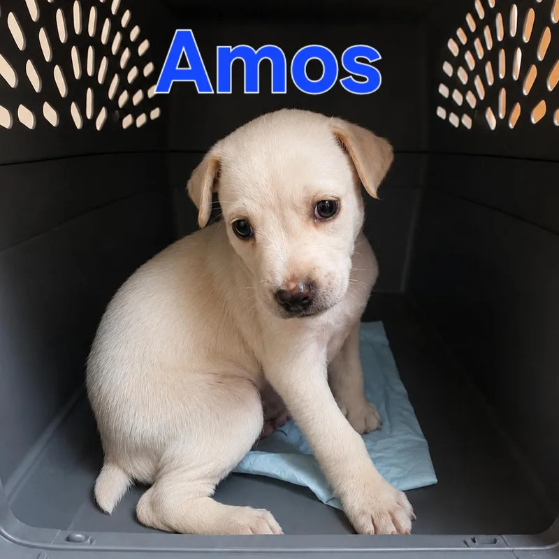 Arnie thumbnail 2
