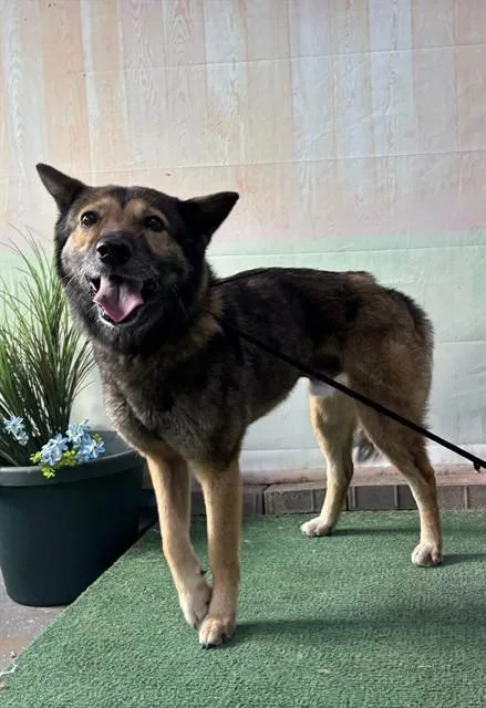 A senior large-sized male Jindo dog named Leo for adoption in Baldwin Park, CA