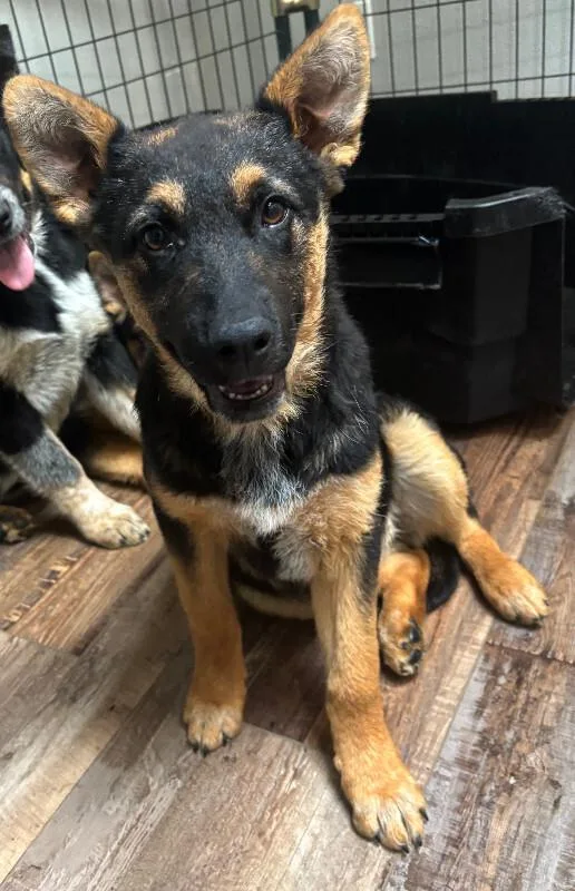 Hazel