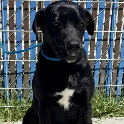 A young medium-sized male Black Border Collie dog named Edmund for adoption in Incline Village, NV
