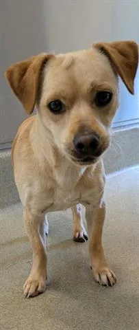 A young small-sized male Terrier dog named Bandit for adoption in San Martin, CA