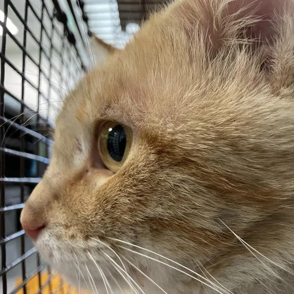 A young small-sized male Domestic Short Hair cat named Sunny for adoption in Des Moines, IA
