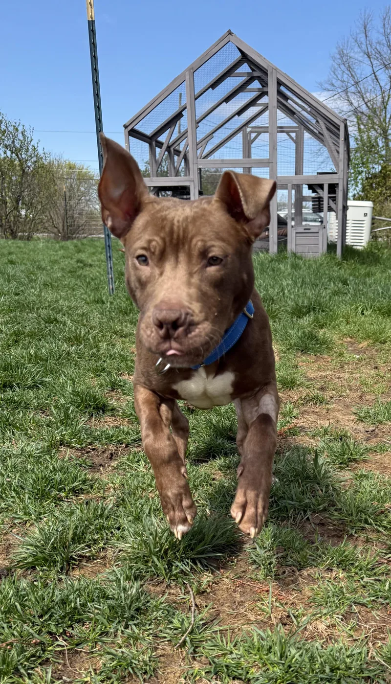 A young medium-sized male Brown / Chocolate Pit Bull Terrier dog named Gadget for adoption in Hilton, NY