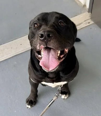An adult large-sized male Mixed Breed dog named Angelo for adoption in Chamblee, GA