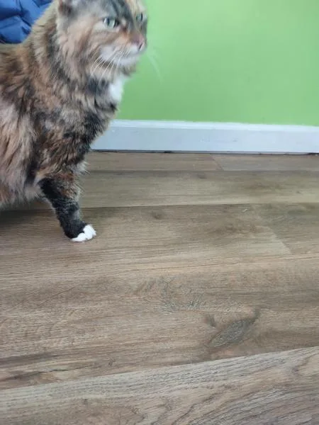 An adult medium-sized female Domestic Long Hair cat named Greta Van Fleet for adoption in Cleveland, TN