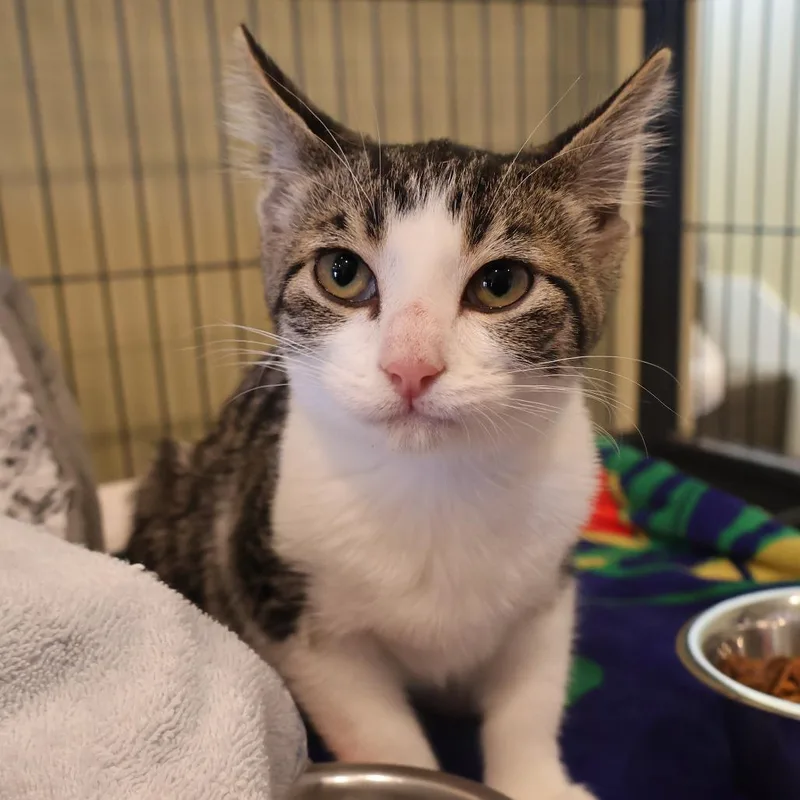 A baby small-sized female White Domestic Short Hair cat named Frances for adoption in Saint Charles, MO