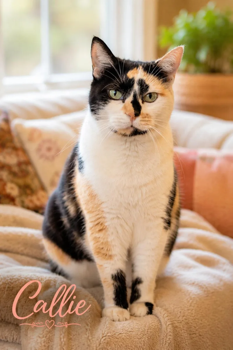 An adult medium-sized female Calico cat named Callie for adoption in Greenville, DE