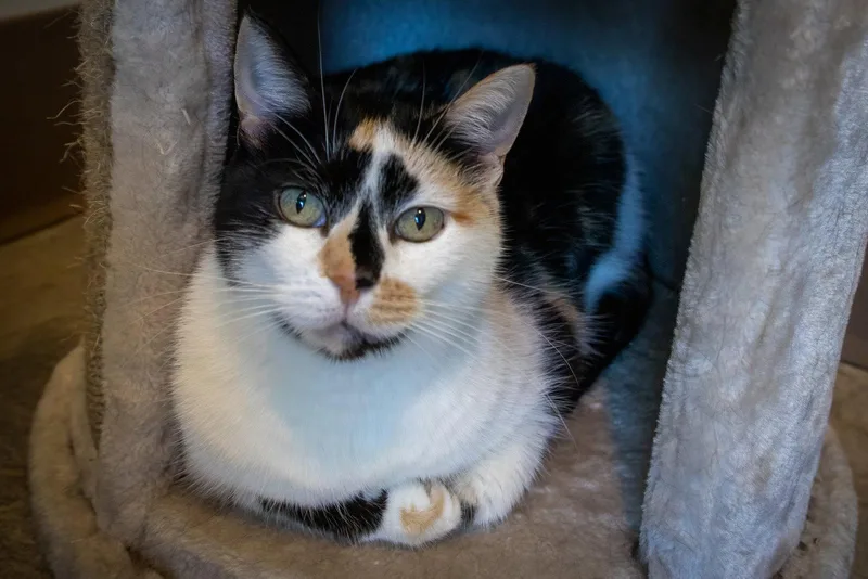 Callie thumbnail 3