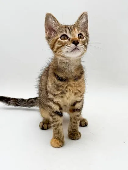 A young small-sized female Domestic Short Hair cat named Nala for adoption in Bowling Green, KY