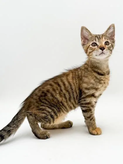 Nala thumbnail 2