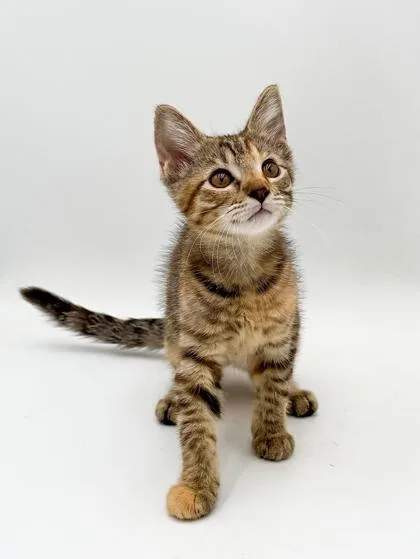 Nala thumbnail 3