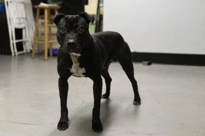 An adult large-sized male Mixed Breed dog named Travis FKA for adoption in West Chester, PA