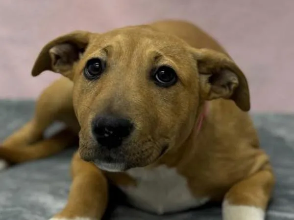 A baby small-sized female Pit Bull Terrier dog named Delilah for adoption in Portland, OR