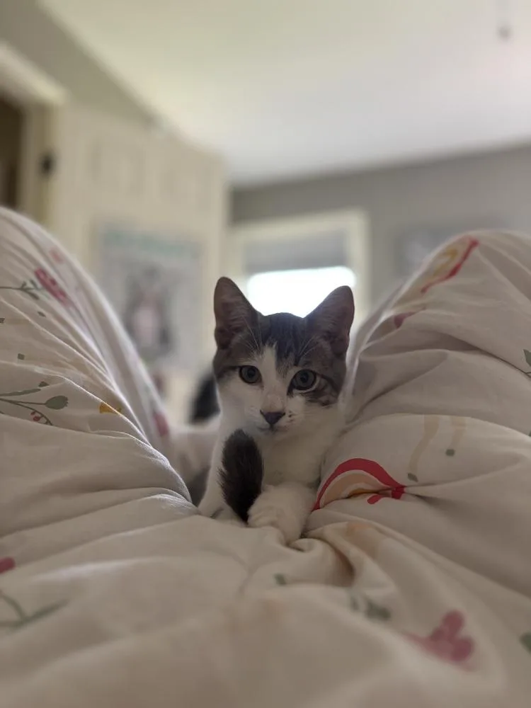A baby small-sized male Gray & White Domestic Short Hair cat named Garnet for adoption in Bolton, CT