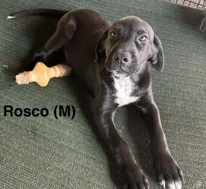 A baby medium-sized male Gray / Blue / Silver Mixed Breed dog named Rosco for adoption in Parma, OH