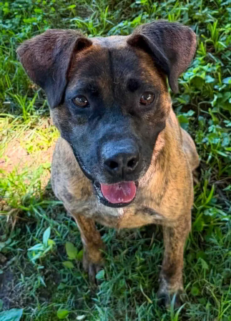 A young medium-sized male Mixed Breed dog named Larry for adoption in Spencer, IN
