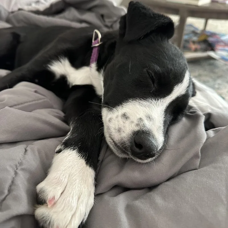 A baby medium-sized female Black Collie dog named Sally D for adoption in Minnetonka, MN