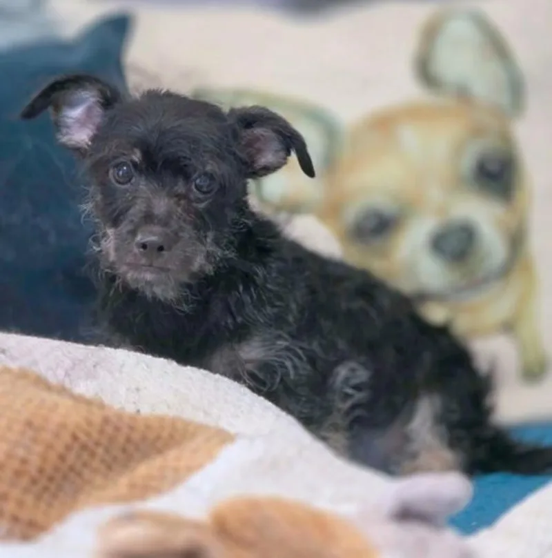 A baby small-sized female Dachshund (Long Haired) dog named Jordash for adoption in Norco, CA