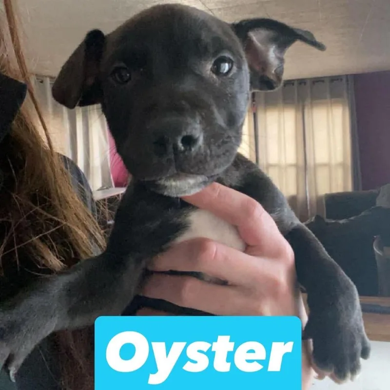 A baby small-sized male Brindle Pit Bull Terrier dog named Oyster for adoption in Brainerd, MN