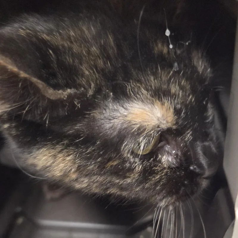 A senior medium-sized female Tortoiseshell Domestic Short Hair cat named Marble for adoption in Branson, MO