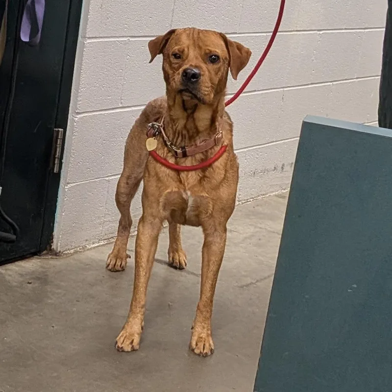 An adult large-sized female Brown / Chocolate Mixed Breed dog named Maisey for adoption in Grand Rapids, MI