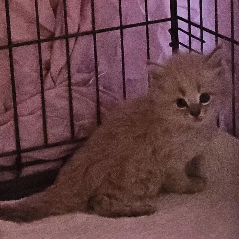 A baby small-sized male Cream / Ivory Domestic Long Hair cat named Snapdragon for adoption in Danbury, CT