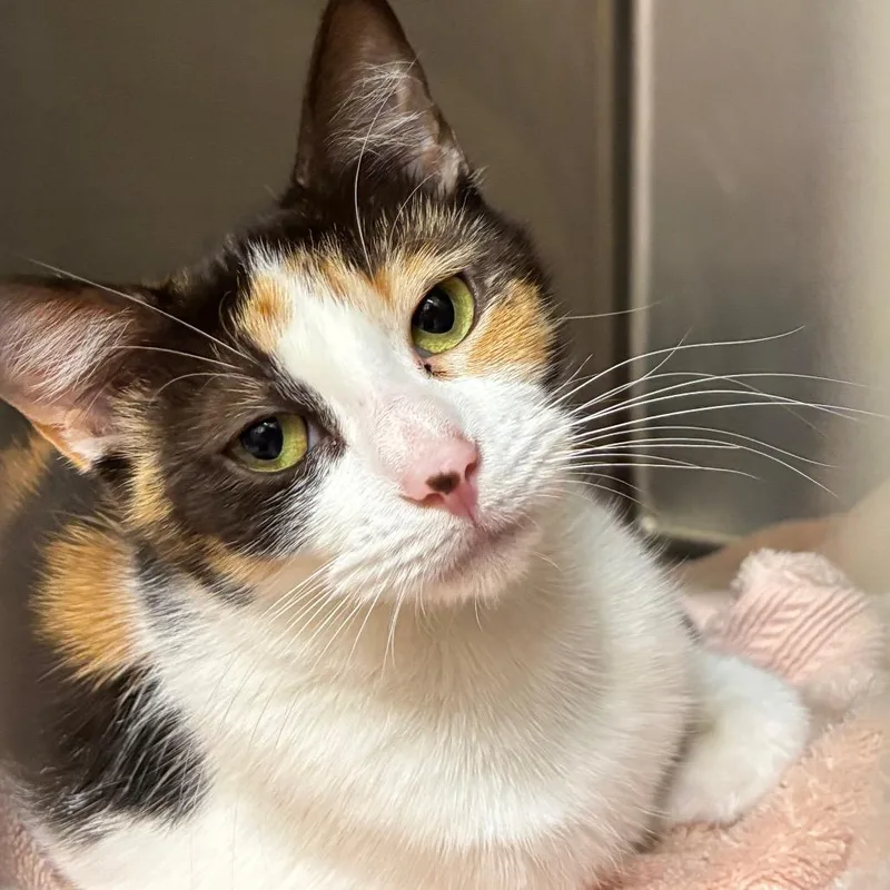 An adult medium-sized female Calico Domestic Short Hair cat named Margo for adoption in Birmingham, AL