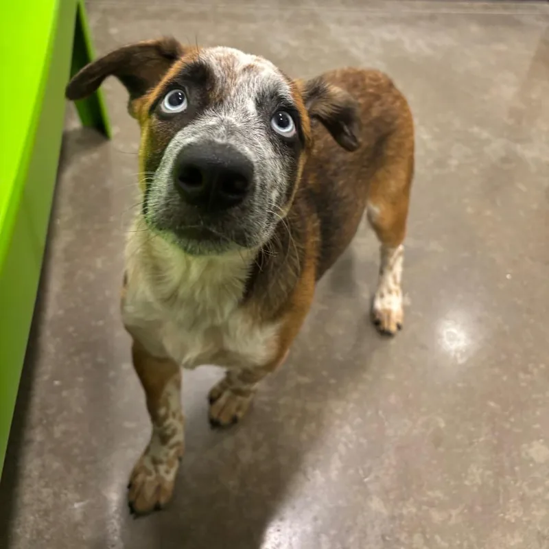 A baby medium-sized male Red / Chestnut / Orange Mixed Breed dog named Sprinkle for adoption in Washington Township, OH