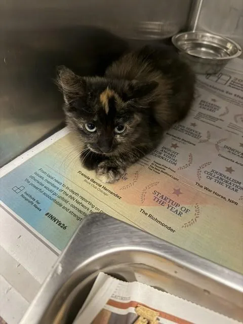 A baby small-sized female Domestic Short Hair cat named Lily for adoption in Van Nuys, CA