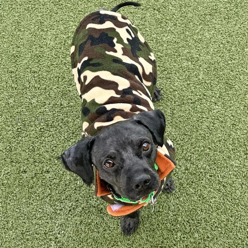 An adult small-sized male Black Mixed Breed dog named Osito for adoption in Hailey, ID