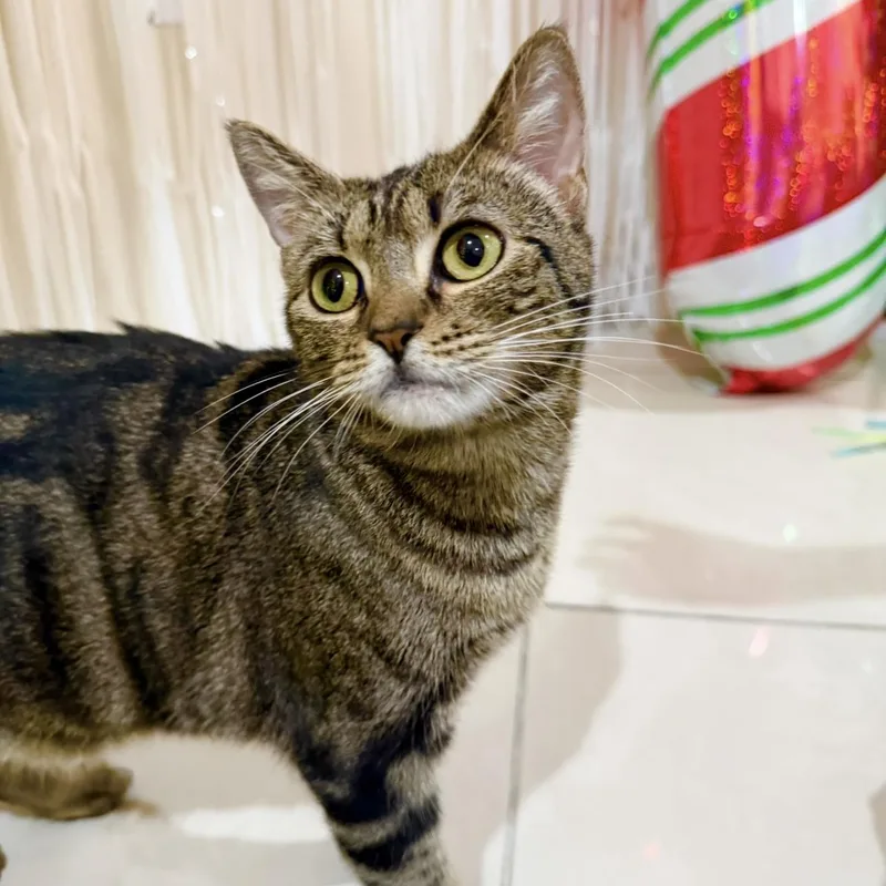 A young medium-sized female Domestic Short Hair cat named Coco for adoption in Miami, FL