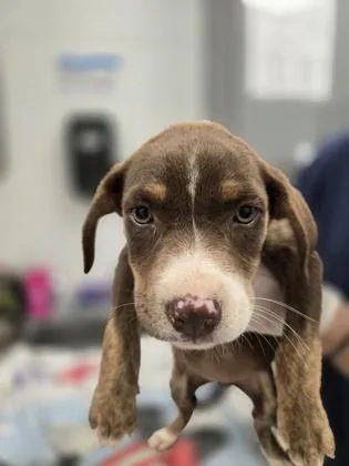 A baby medium-sized female Mixed Breed dog named Missy for adoption in Madison, NJ