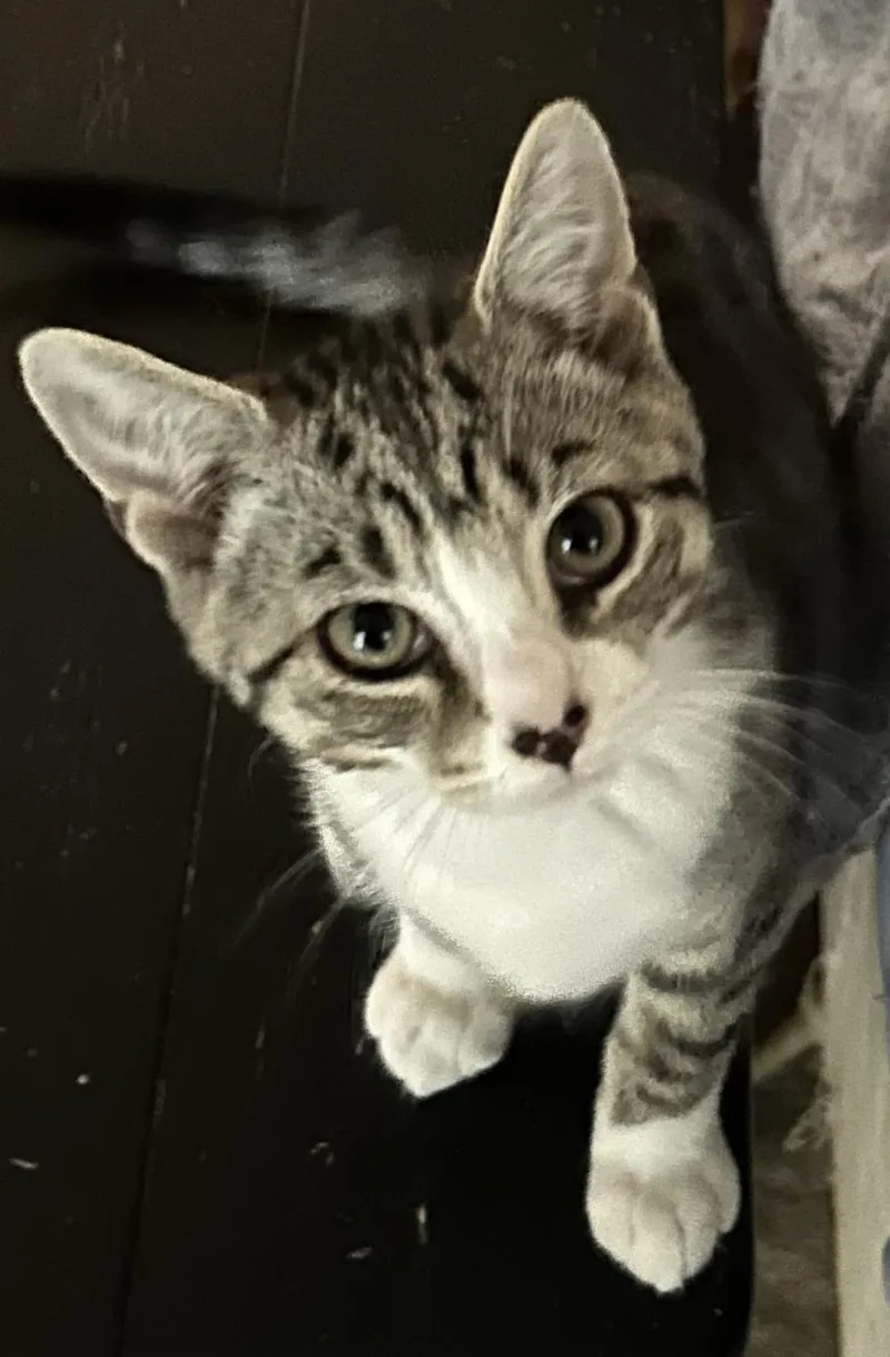 A baby large-sized male Tabby (Gray / Blue / Silver) Domestic Short Hair cat named Hogan for adoption in Smithfield, NC
