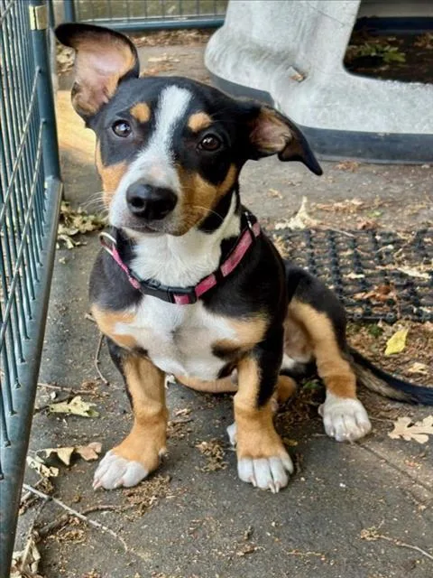 A baby small-sized male Beagle dog named Green Bean for adoption in Woodland, CA