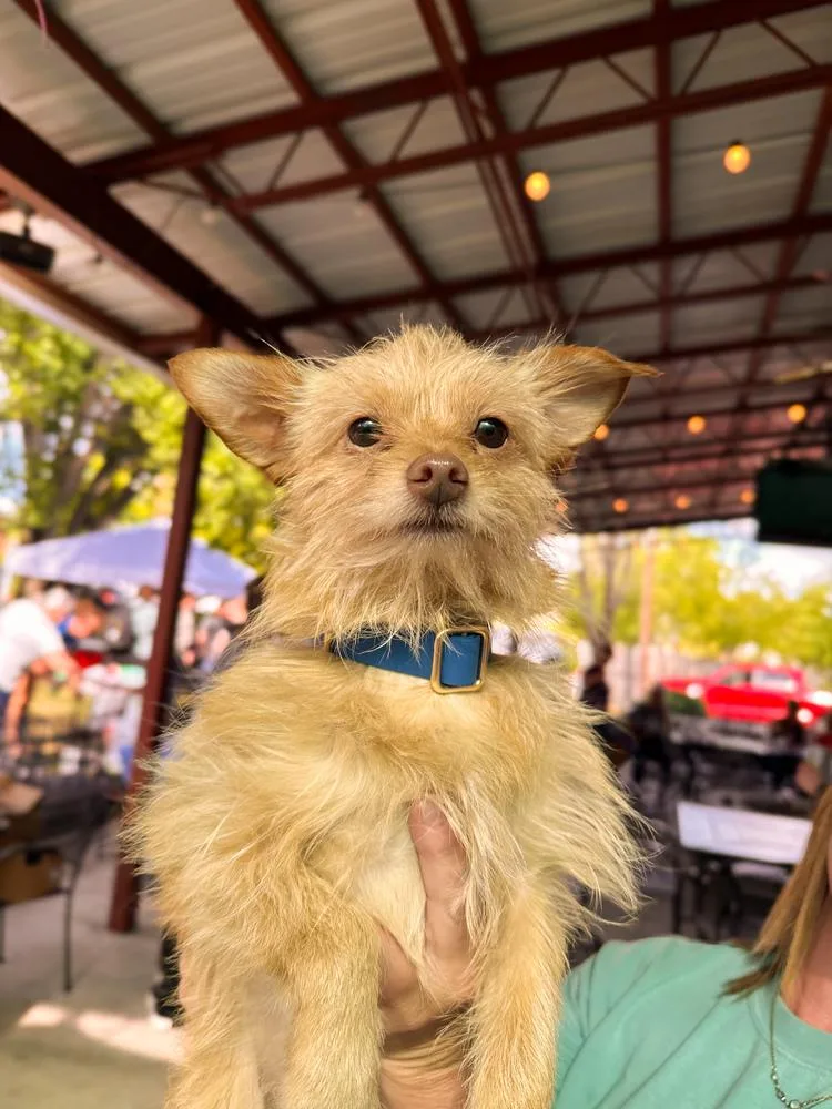 A young small-sized male Brown / Chocolate Yorkshire Terrier dog named Dobby for adoption in Shawnee, OK