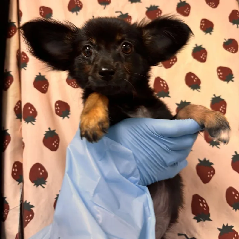 A baby small-sized female Yorkshire Terrier dog named Daisy for adoption in San Antonio, TX